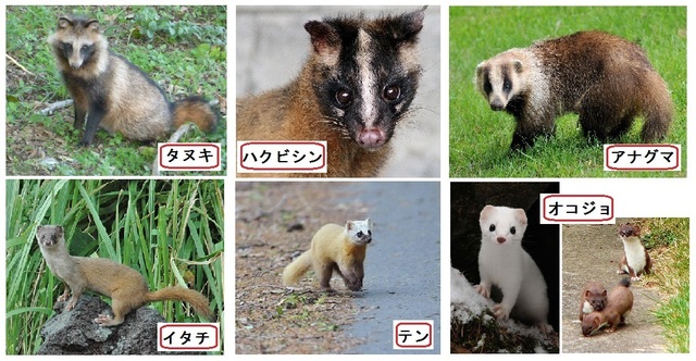 たぬきなど.jpg