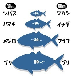 出世魚.jpg