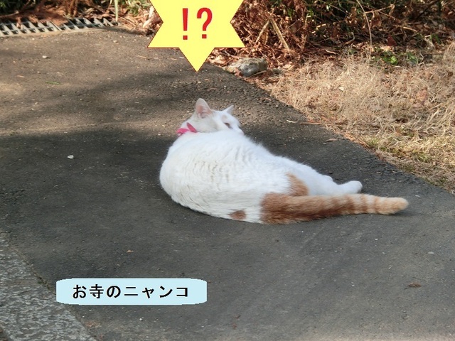 a032.jpg